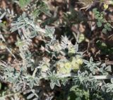 Medicago marina. Часть побега с соплодиями. Израиль, Большой Тель-Авив, г. Рамат-Авив, пустырь на песках за аэродромом. 27.03.2014.