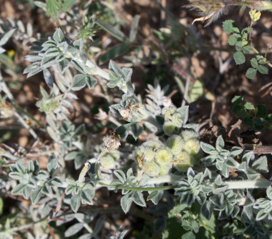 Image of Medicago marina specimen.