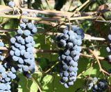 genus Vitis. Часть ветви с соплодиями. Восточный Казахстан, Уланский р-н, с. Украинка, дачный участок, в культуре. 17.09.2007.