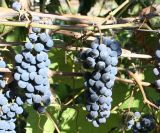 Vitis