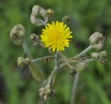 Crepis vesicaria