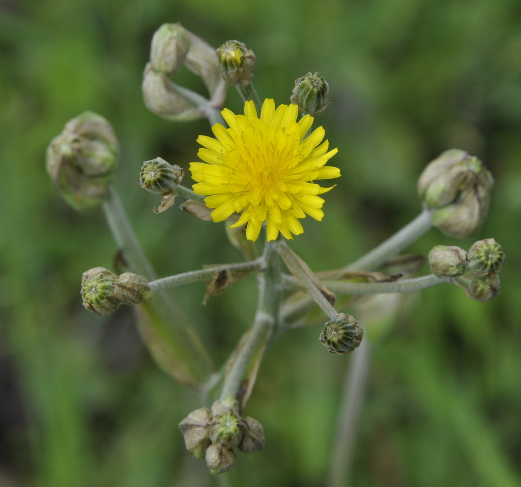 Изображение особи Crepis vesicaria.