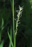 Carex pilosa