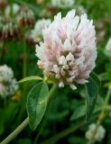 Trifolium pratense