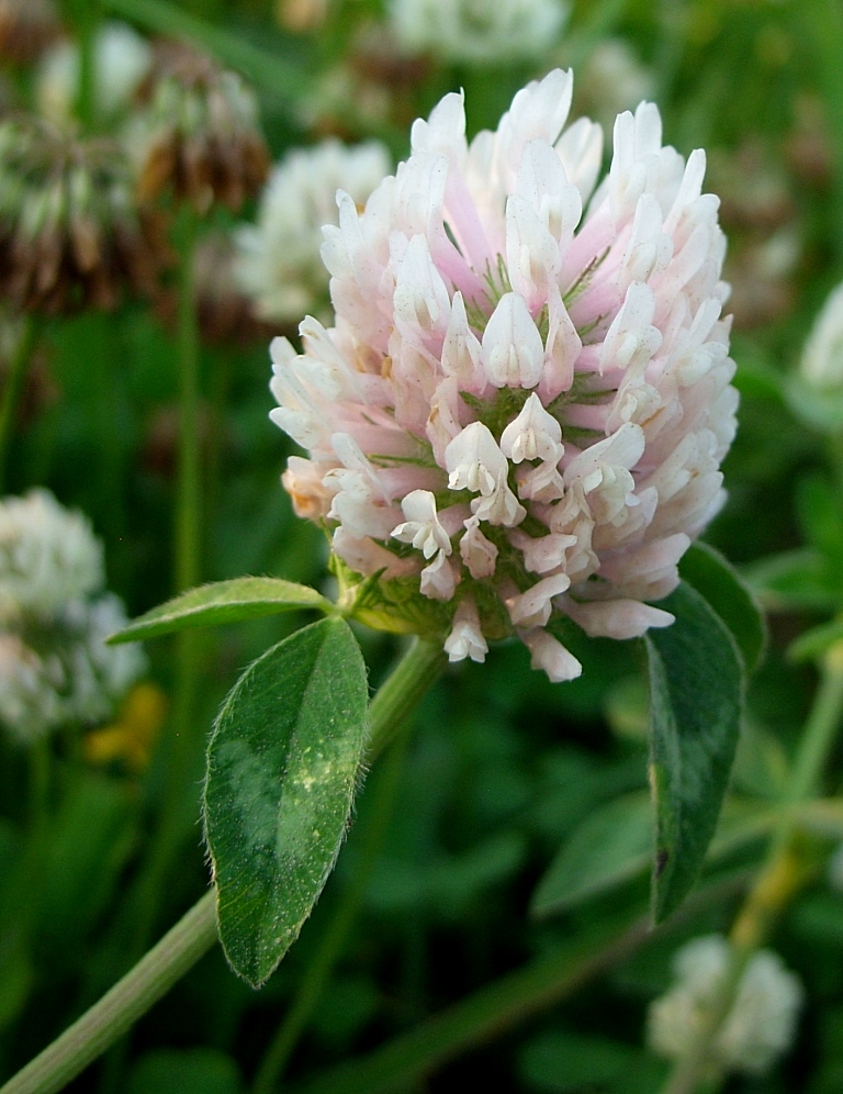 Image of Trifolium pratense specimen.