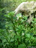 Nasturtium officinale