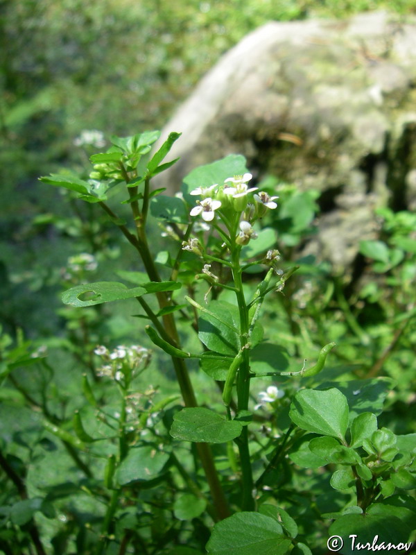 Изображение особи Nasturtium officinale.