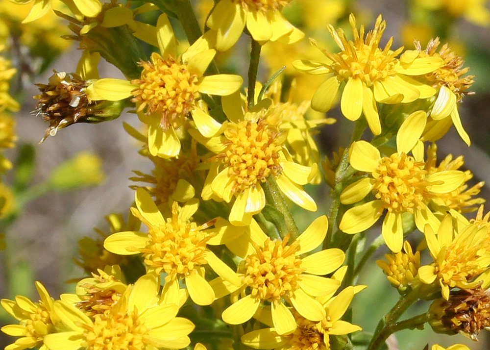 Image of Solidago virgaurea specimen.