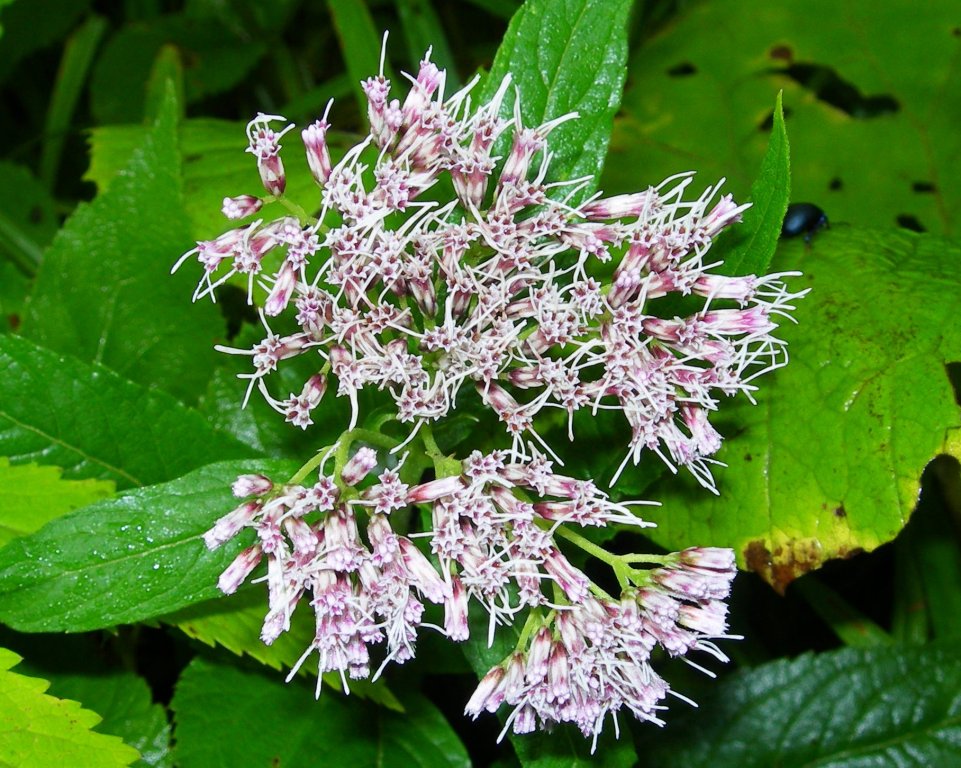 Изображение особи Eupatorium lindleyanum.