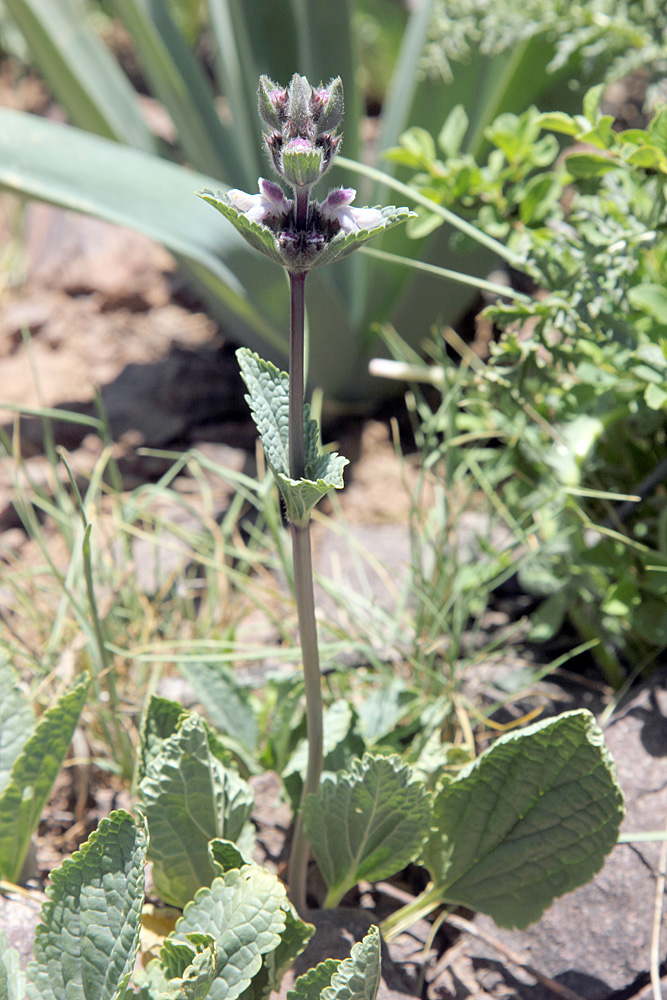 Image of Phlomoides angreni specimen.