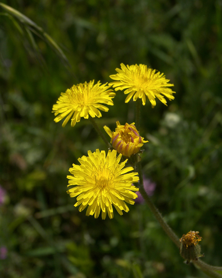 Image of Crepis marschallii specimen.