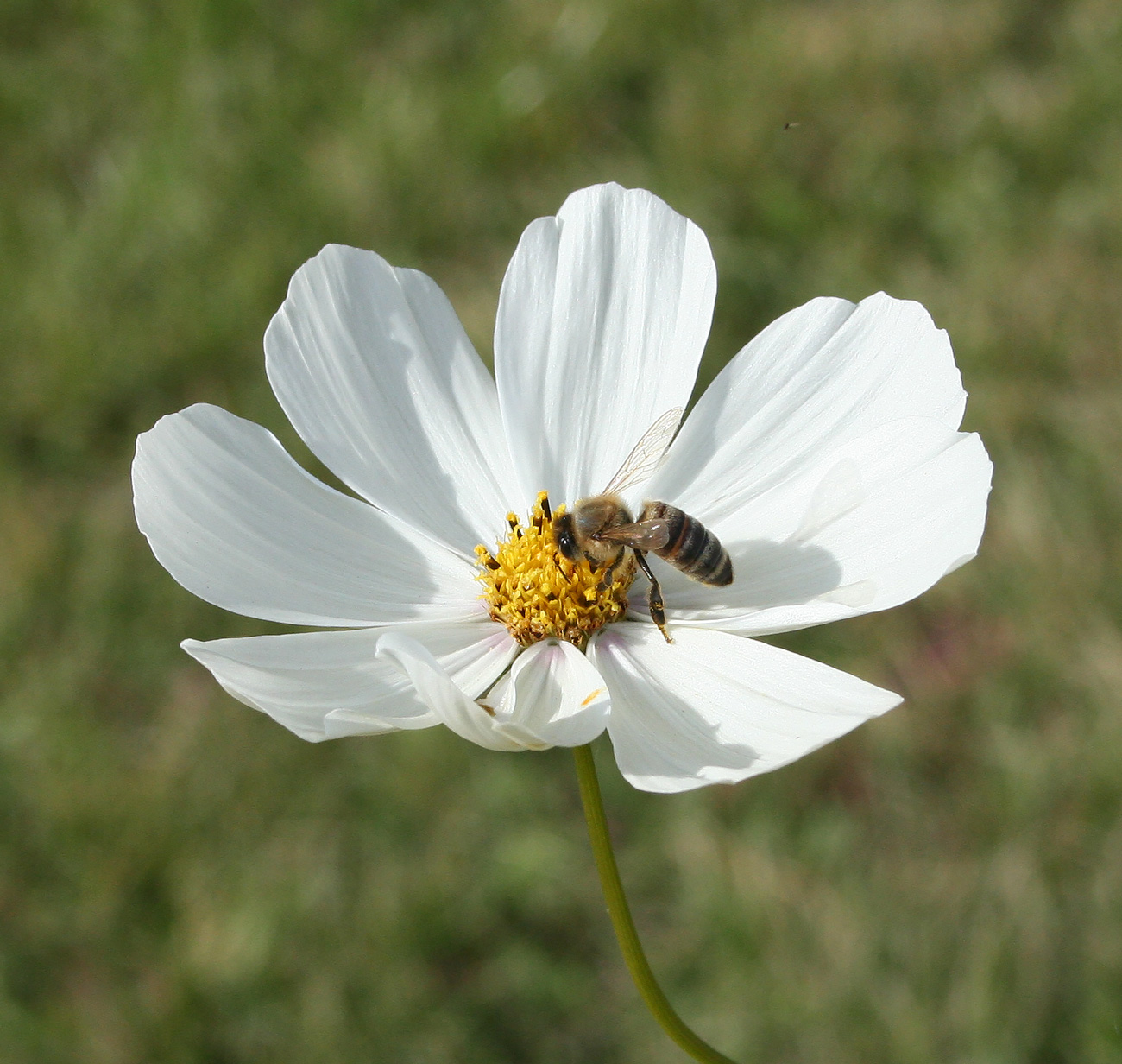 Изображение особи Cosmos bipinnatus.