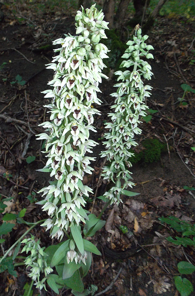 Изображение особи Epipactis condensata.