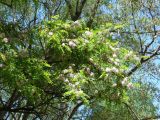 Robinia × ambigua