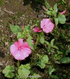 Malva trimestris