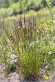 genus Agrostis