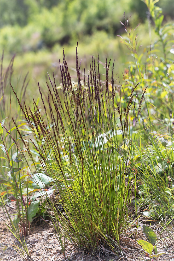 Изображение особи род Agrostis.