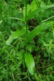 Dactylorhiza fuchsii. Нижняя часть растения. Тверская обл., Пеновский р-н, торфянистый берег лесного ручья. 10.07.2009.