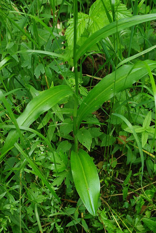 Image of Dactylorhiza fuchsii specimen.