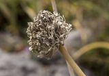 Allium ampeloprasum