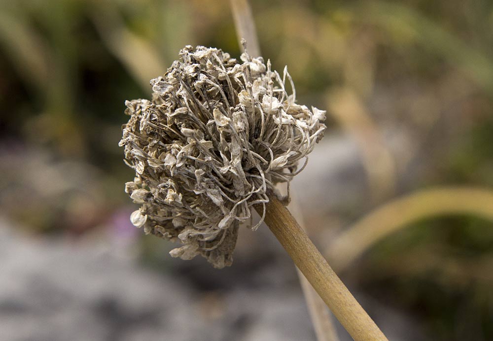 Image of Allium ampeloprasum specimen.