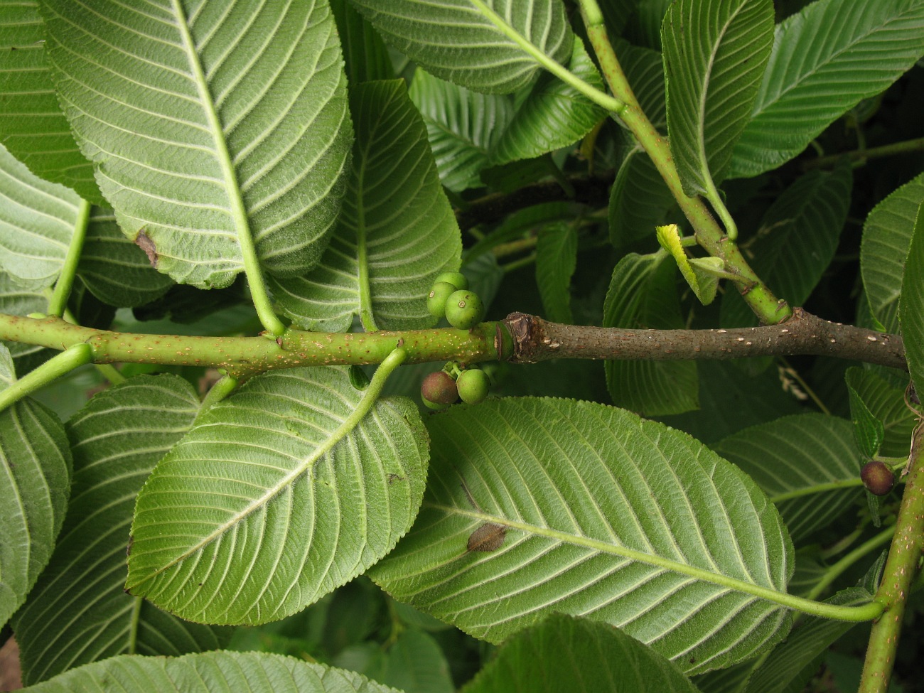 Image of Rhamnus imeretina specimen.