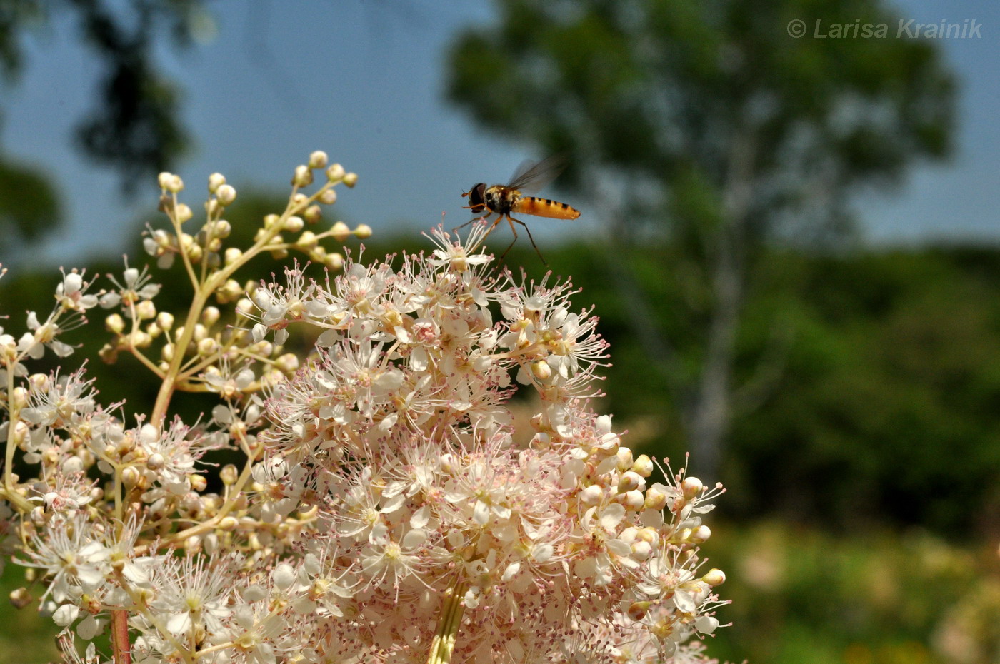 Изображение особи Filipendula palmata.