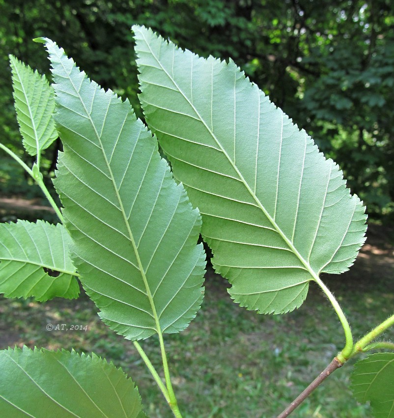 Image of Betula alleghaniensis specimen.