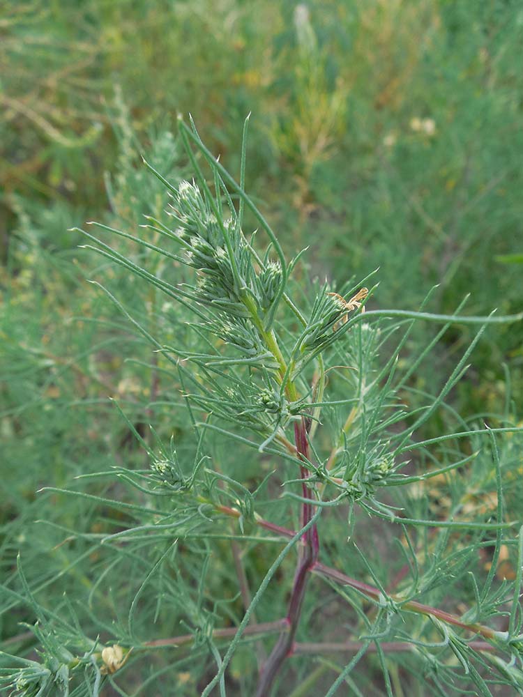 Изображение особи Salsola collina.