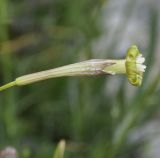 Silene подвид dionysii