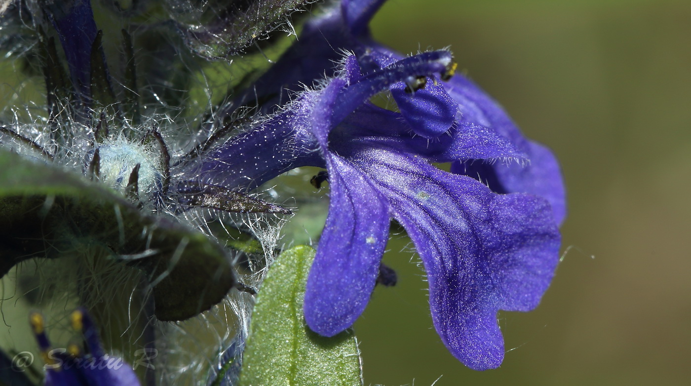 Изображение особи Ajuga genevensis.