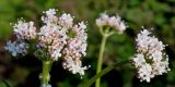 genus Valeriana. Соцветия. Германия, г. Дюссельдорф, Ботанический сад университета. 03.06.2014.