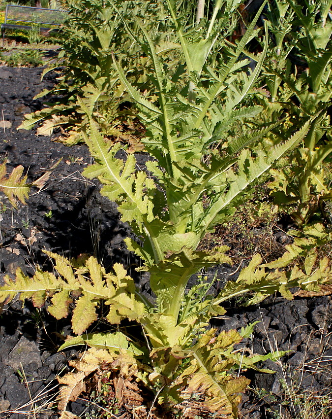 Изображение особи Dipsacus laciniatus.