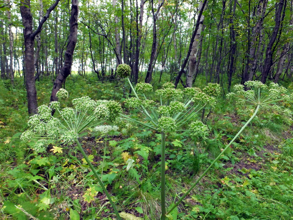 Image of Angelica sylvestris specimen.