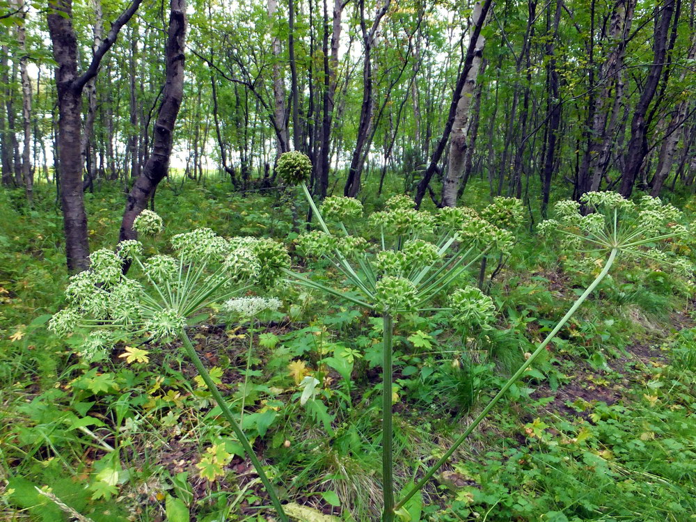 Изображение особи Angelica sylvestris.