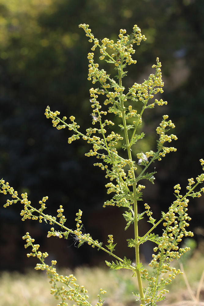 Изображение особи Artemisia annua.