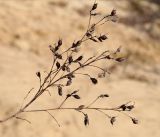 Lespedeza bicolor