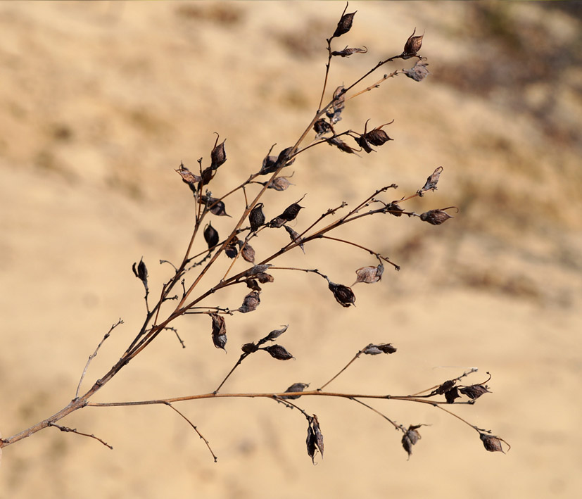 Image of Lespedeza bicolor specimen.