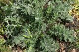 Cirsium vulgare. Листовая розетка развивающегося растения. Московская обл., Раменский р-н, окр. ж.-д. платформы Хрипань, просека под ЛЭП. 12.05.2014.