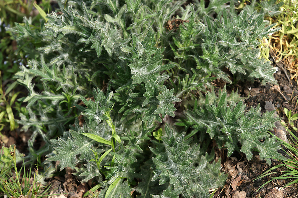 Изображение особи Cirsium vulgare.