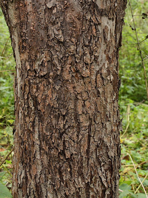 Изображение особи Malus domestica.