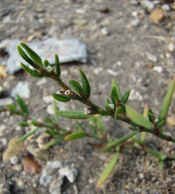 Изображение особи род Polygonum.