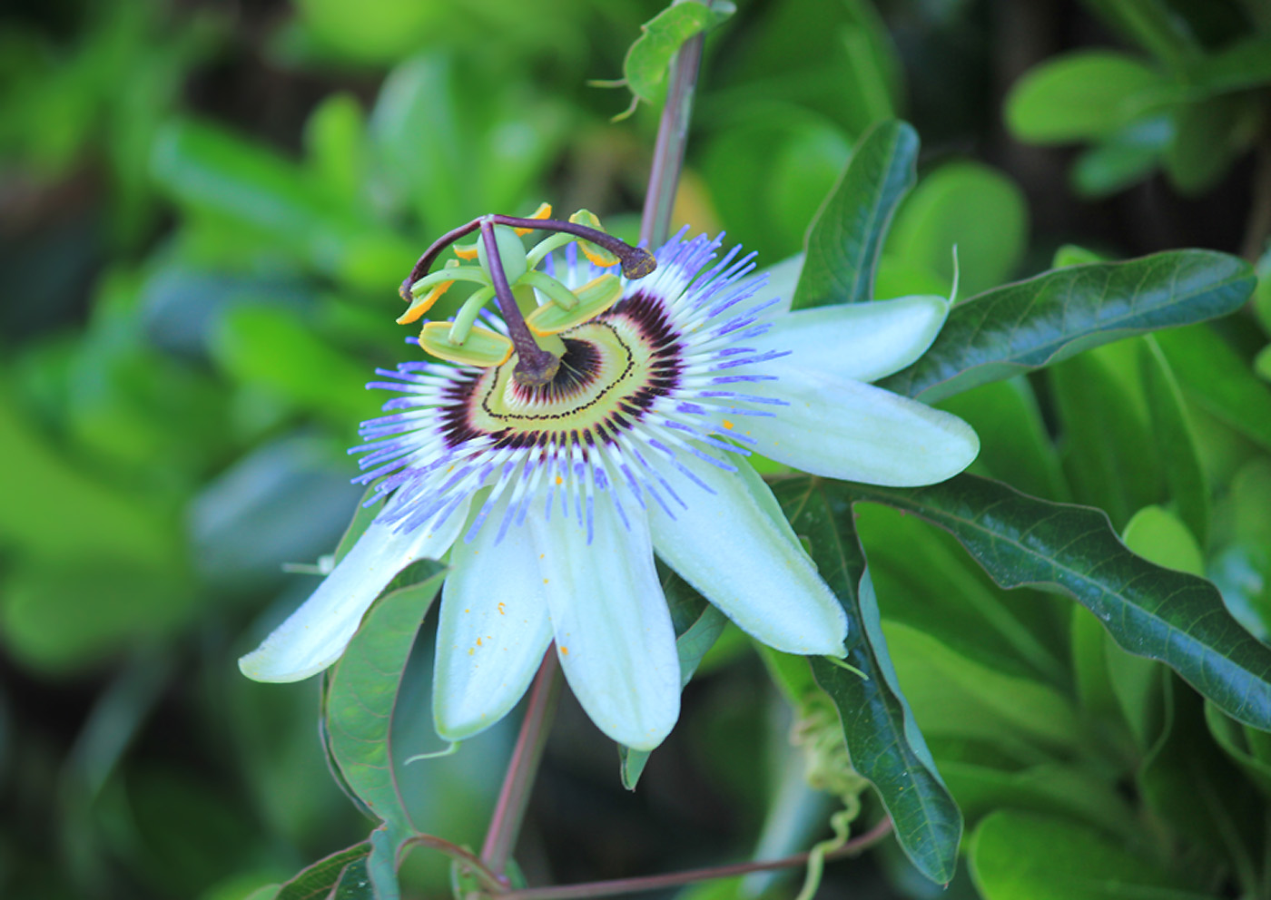 Image of Passiflora caerulea specimen.