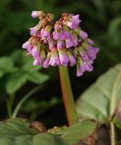 Bergenia crassifolia. Соцветие. Московская обл., Раменский р-н, окр. дер. Хрипань, садовый участок. 11.05.2014.