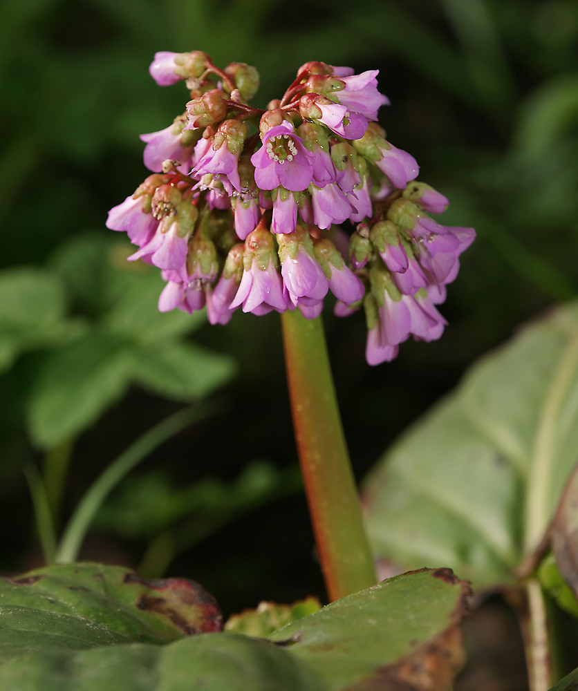 Image of Bergenia crassifolia specimen.