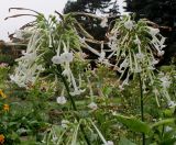 Nicotiana sylvestris. Верхние части побегов с соцветиями. Германия, г. Крефельд, Ботанический сад. 06.09.2014.