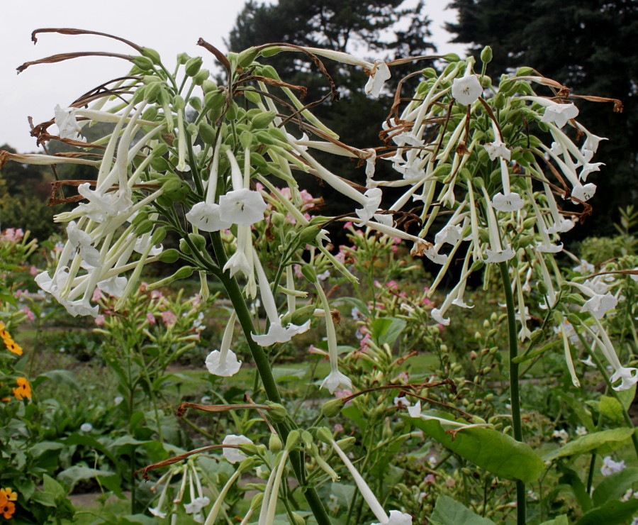 Image of Nicotiana sylvestris specimen.