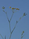 Bupleurum falcatum. Верхушки побегов с соцветиями. Белгородская обл., окр. пос. Борисовка, Острасьев Яр, степь. 30.06.2009.