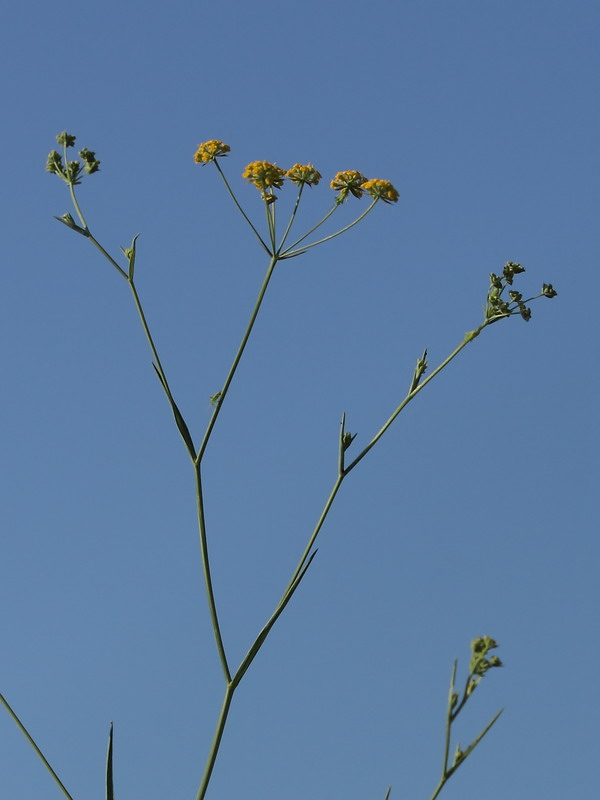 Изображение особи Bupleurum falcatum.