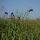 Delphinium consolida. Верхушка цветущего растения. Белгородская обл., окр. пос. Борисовка, Острасьев Яр, степь. 30.06.2009.